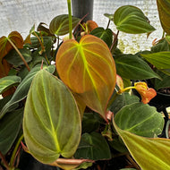 Philodendron Micans