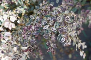 Loropetalum chinense ‘Night Moves Jazz Hands’