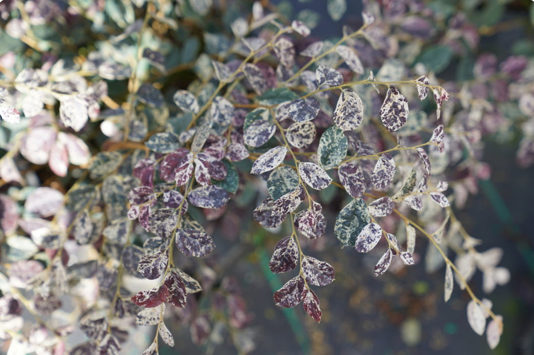 Loropetalum chinense ‘Night Moves Jazz Hands’