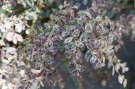 Loropetalum chinense ‘Night Moves Jazz Hands’