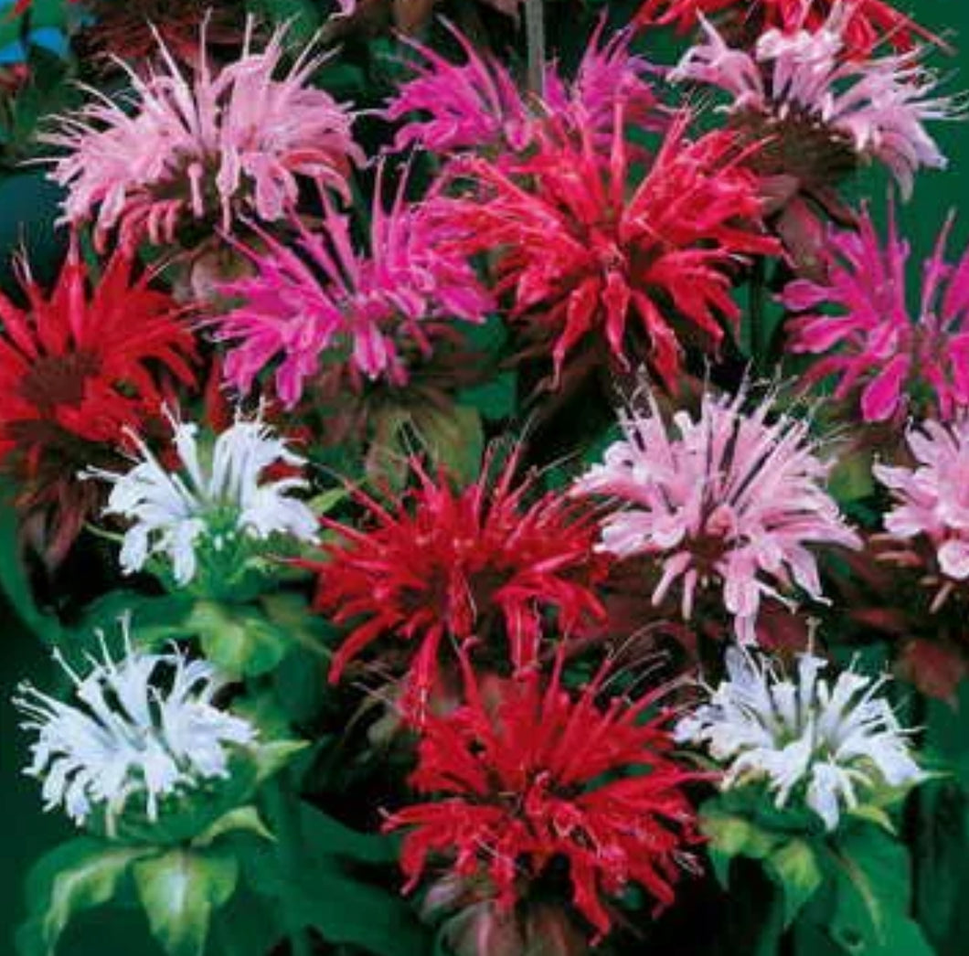 Monarda Panorama Mix