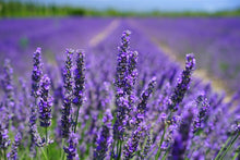 Load image into Gallery viewer, Lavender ‘Phenomenal’ 4” pot
