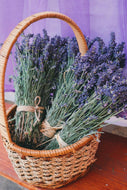 Lavender ‘Phenomenal’ 4” pot