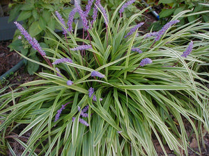 Liriope muscari variegata
