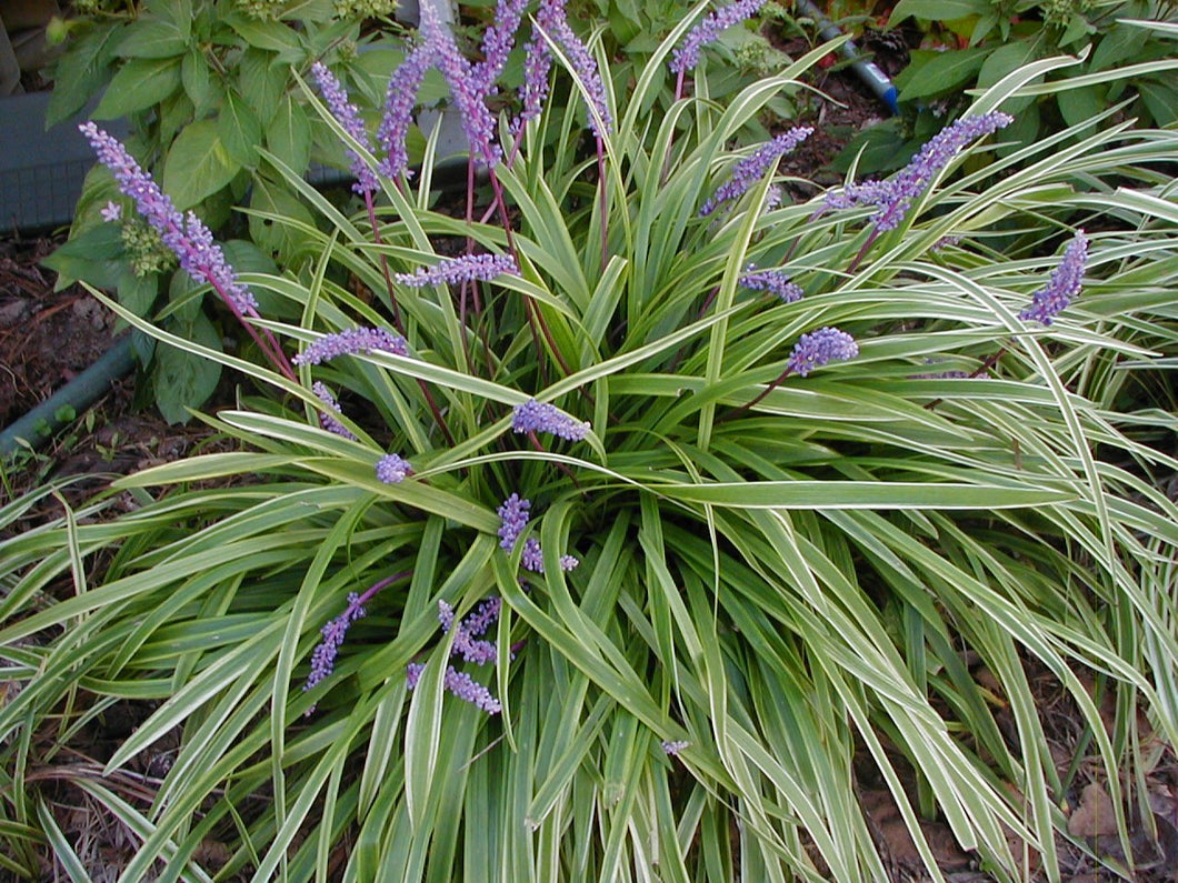 Liriope muscari variegata