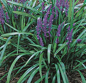 Liriope muscari ‘Royal Purple’