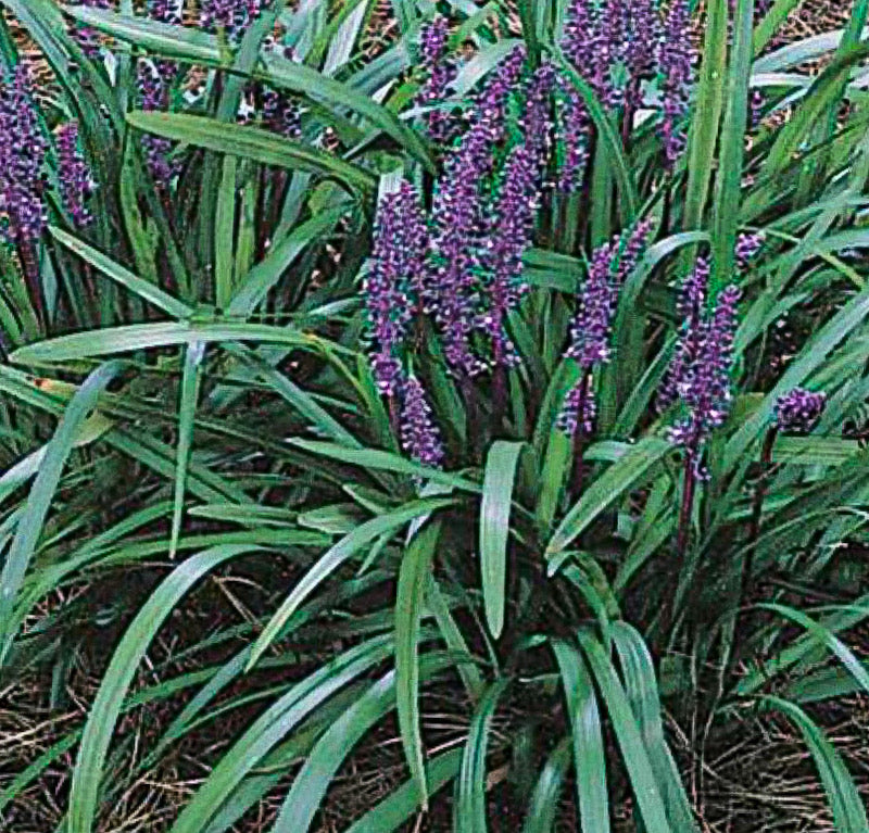 Liriope muscari ‘Royal Purple’