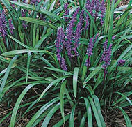 Liriope muscari ‘Royal Purple’