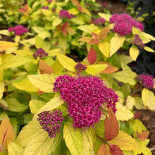 Load image into Gallery viewer, Spiraea japonica ‘Double Play® Candy Corn®’
