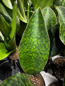 Sansevieria masoniana Whale Fin Snake Plant