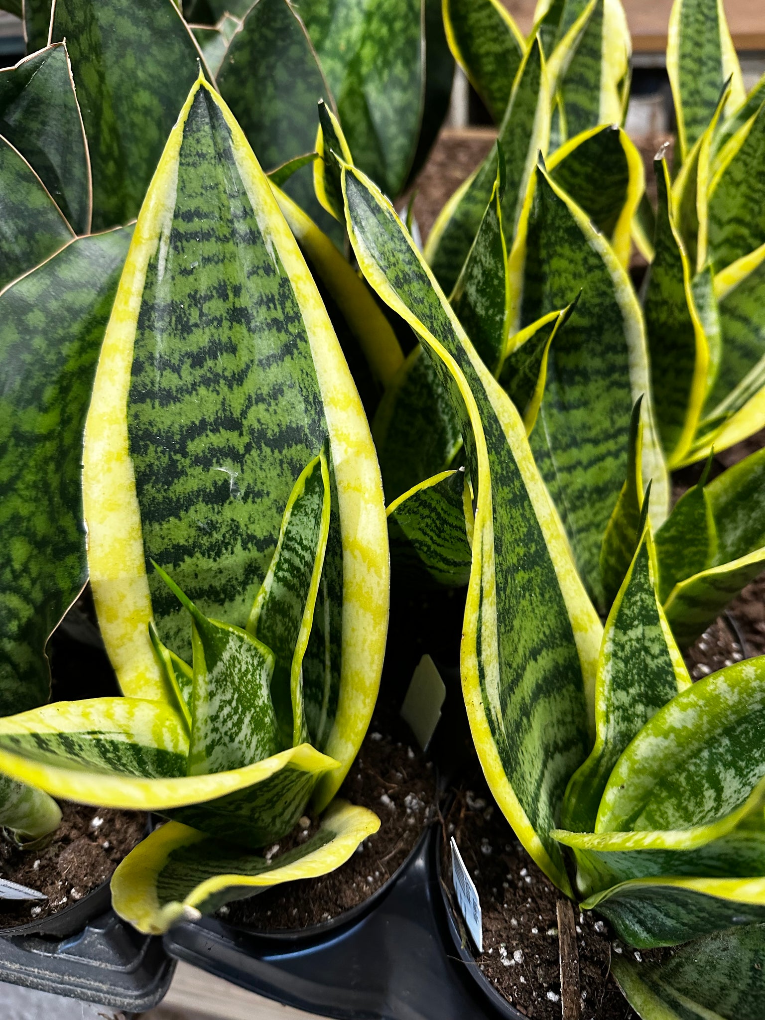 sansevieria superba plant Sansevieria ‘Superba’