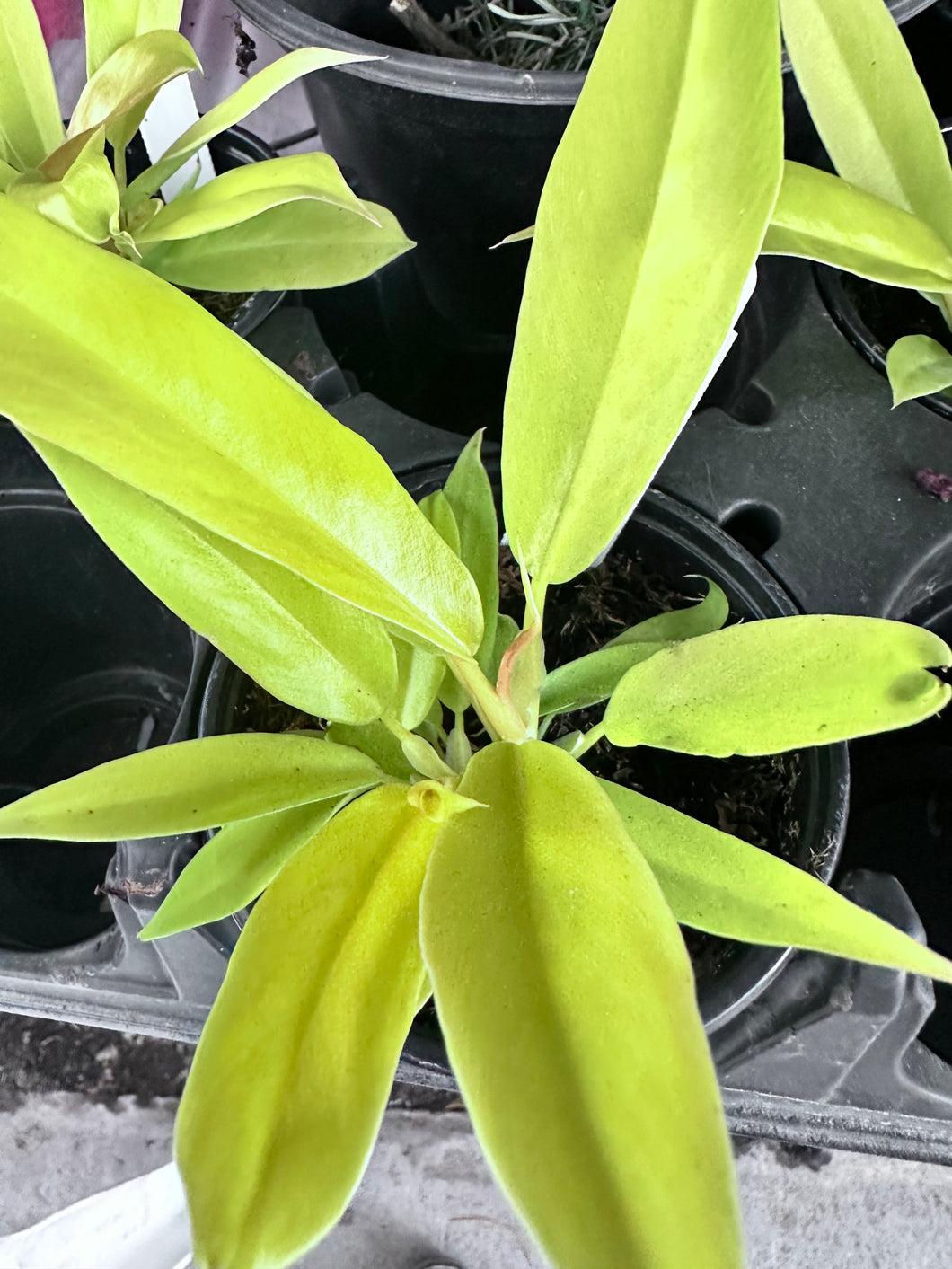 Philodendron ‘Ring of Fire Golden’