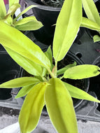 Philodendron ‘Ring of Fire Golden’