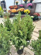 Prices ‘Dwarf Alberta Spruce’