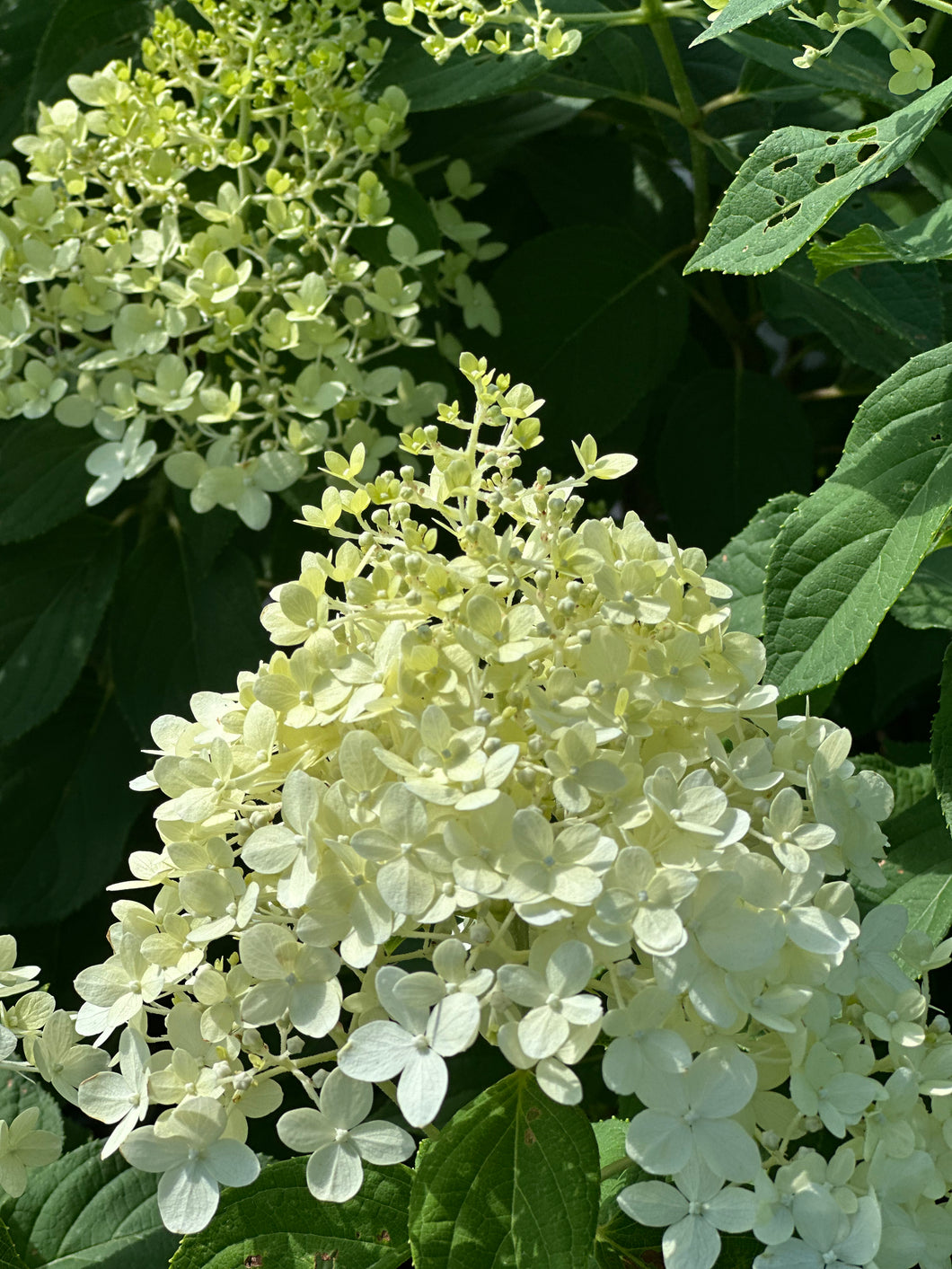 Hydrangea paniclata ’Limelight’
