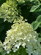 Hydrangea paniclata ’Limelight’