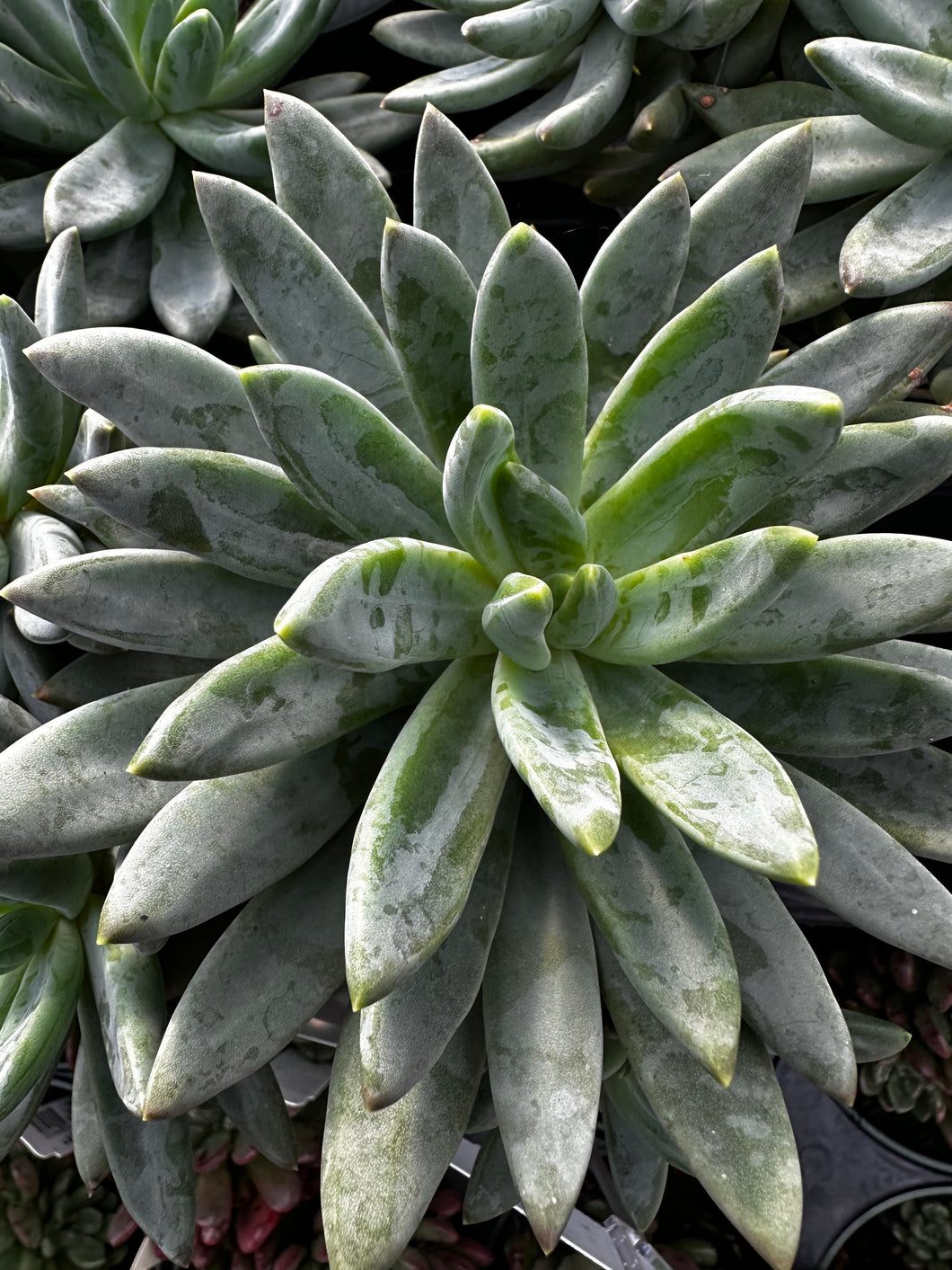 Pachyveria glauca 'Little Jewel'