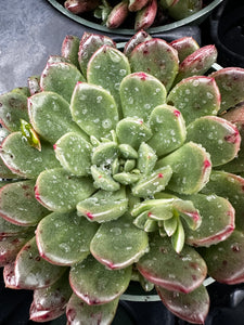 Graptoveria 'Bashful'