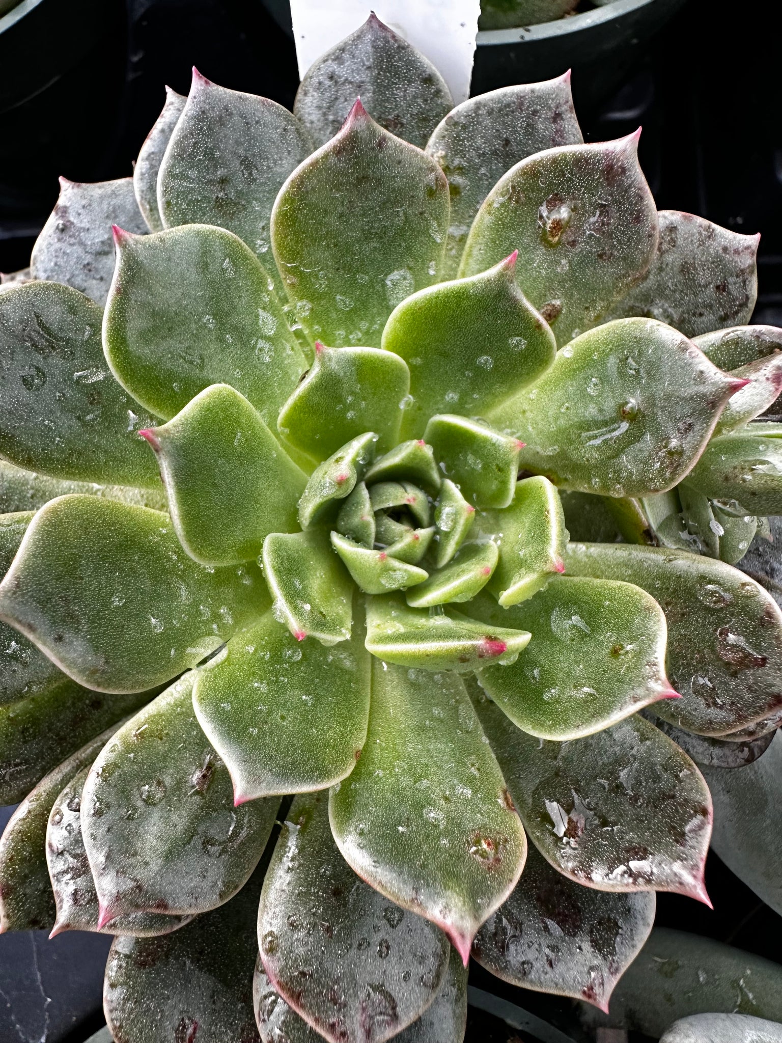 graptoveria olivia succulent Graptoveria 'Olivia' – Franklin Brothers Nursery