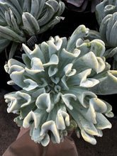 Load image into Gallery viewer, Echeveria elegans Mexican Snowball
