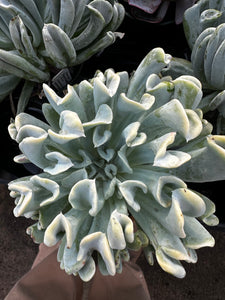 Echeveria elegans Mexican Snowball