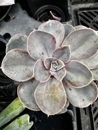 Echeveria 'Pearl of Nurenberg'