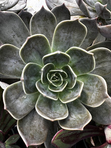 Echeveria 'Marrom'