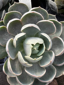 Echeveria 'Lotus (Spoons)'