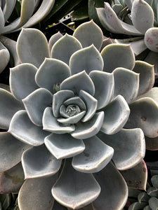 Echeveria ‘Gratto’