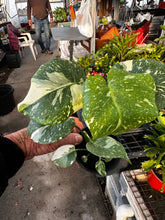 Load image into Gallery viewer, Monstera deliciosa &#39;Thai Constellation&#39; 4&quot; Pot
