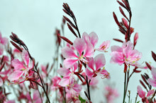 Load image into Gallery viewer, Guara Bantom Pink
