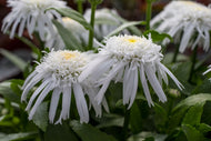 Leucanthemum Double Angel Daisy