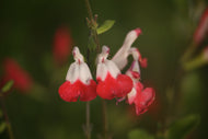 Salvia Wolfpack Red and White