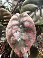 Alocasia Cuprea