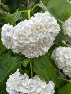 Viburnum opulus 'Sterile'  Snowball Bush