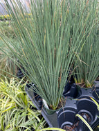 Juncus Blue Arrows