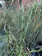 Juncus efusus ‘Spiralis’ 4” pot