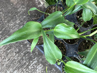 Philodendron Burle Marx