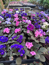 Load image into Gallery viewer, African Violet
