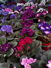 Load image into Gallery viewer, African Violet
