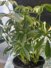 Load image into Gallery viewer, Heptapleurum arboricola Dwarf Schefflera Dwarf Umbrella Tree
