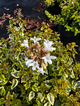 Load image into Gallery viewer, Abelia ‘Carolina Sunset’
