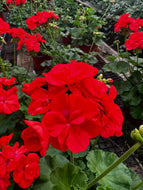 Geranium Hanging Baskets