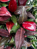 Philodendron ‘Sun Red’