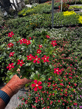 Load image into Gallery viewer, Vinca ( Catharanthus) 4” Pot Soiree Series
