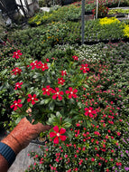 Vinca ( Catharanthus) 4” Pot Soiree Series