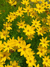 Load image into Gallery viewer, Coreopsis auriculata ’Nana’ Mouse Eared Coreopsis
