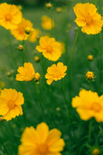 Load image into Gallery viewer, Coreopsis auriculata ’Nana’ Mouse Eared Coreopsis
