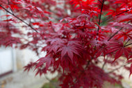 Acer palmatum ‘Emporer’ Japanese Maple