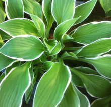 Load image into Gallery viewer, Hosta ‘Francee’
